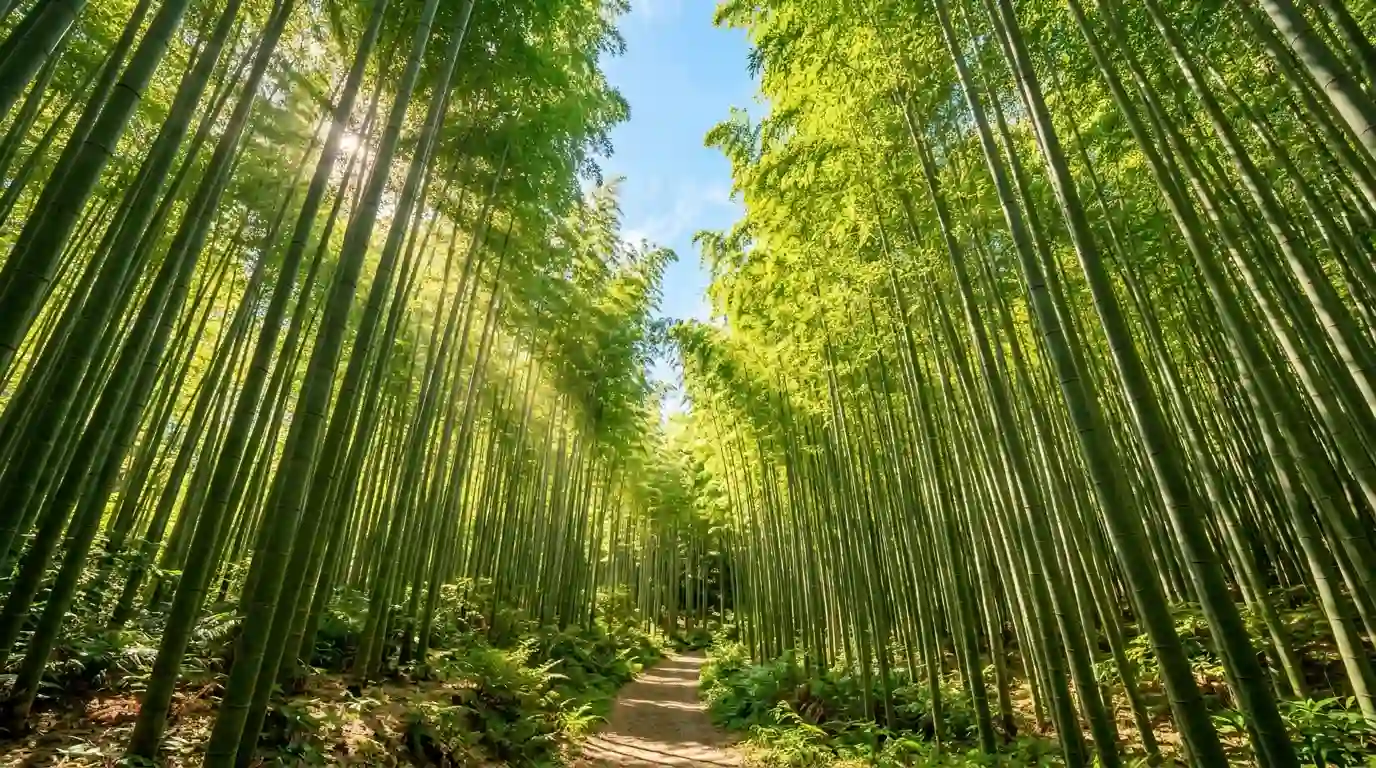 A breathtaking, sunlit bamboo forest with towering, vibrant green stalks.